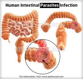 human-intestinal-parasites-infection